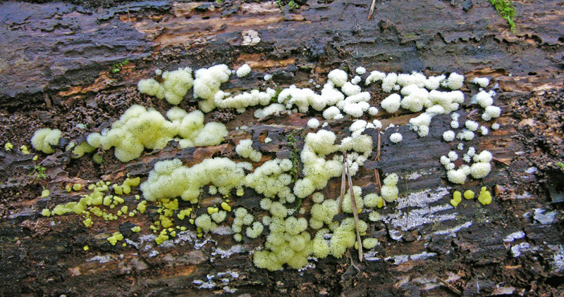 Ceratiomyxa poroides.